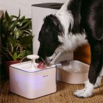 Petto Drink - Image 2